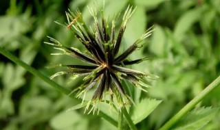 鬼针草靠什么传播种子的答案 鬼针草靠什么传播种子