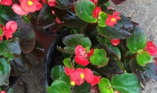 四季海棠的栽培技术 四季海棠怎么能栽培