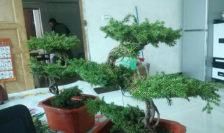 迎客松树怎么种植 迎客松树苗栽培方法