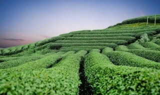 茶叶树老桩做盆景好吗 怎么样栽培茶树老桩