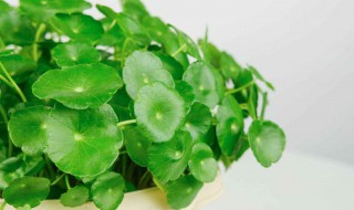 铜钱草的栽培 铜钱草几种栽培方法