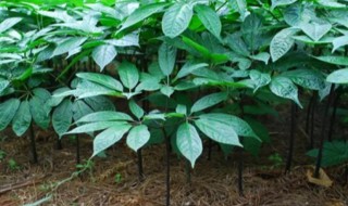 三七粉怎么种植 三七红子怎么栽培