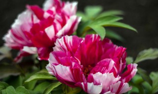 牡丹的盆栽培技术与管理 草本牡丹盆栽怎么栽培