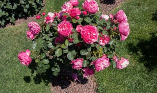 树状月季盆栽 树状月季是怎么栽培的