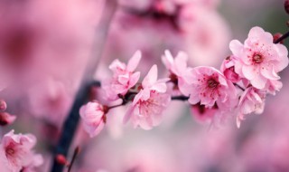 红梅栽种方法 刚买的红梅苗怎么栽培