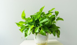 怎样移栽培育绿萝 绿萝栽培繁殖方法