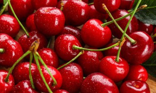 怎样培育樱桃苗 吉林樱桃苗木栽培方法