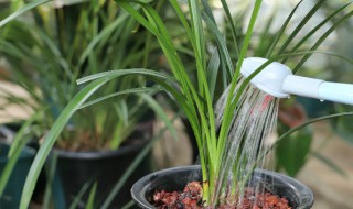 墨兰的栽培方法和注意事项 墨兰的栽培方法和时间