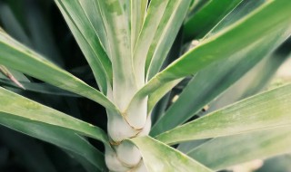 剑麻如何种植 剑麻怎么栽培