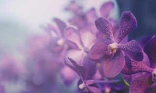 碧玉兰花怎么养 碧玉兰栽培方法