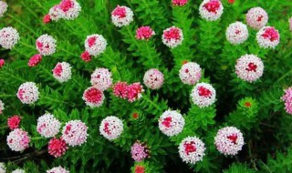 缓解头痛的花 头痛花怎么栽培