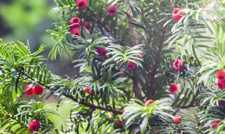红豆杉栽培怎样栽培呢 红豆杉栽培方法