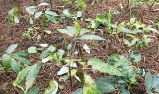 三七的栽培方法 三七栽培方法