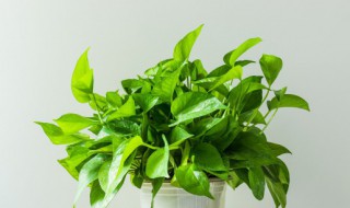 绿萝移植土培 移植绿萝栽培方法