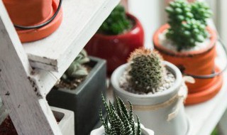 无土栽培如何施肥 无土栽培肥料怎么来的