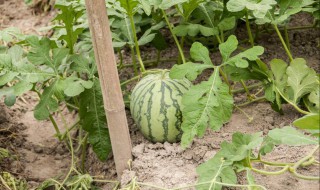 西瓜的栽培技术要点 西瓜栽培方法
