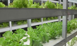 无土栽培冬天怎么办 无土栽培气温怎么管理