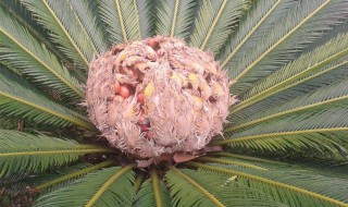 铁树的培植方法 铁树栽培方法