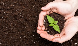 节瓜的种植方法 节瓜有机栽培方法