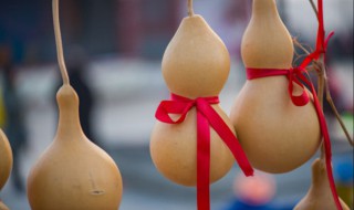 盆栽葫芦的种植方法和技术 观赏葫芦栽培方法