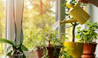 三角梅老桩种植方法 三角梅老桩栽培方法