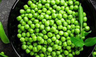 水培豌豆苗菜的种植方法 水栽培豌豆菜怎么种