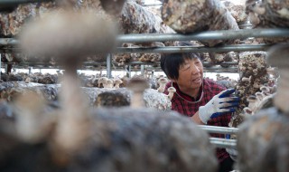 黄枞菌怎么人工种植 黄石栽培食用菌怎么种植