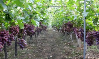 葡萄的栽培方法 葡萄栽培方法