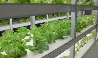 无土栽培的方法有哪些方法 无土栽培的最佳方法