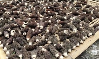 羊肚菌菌种栽培 羊肚菌栽培方法