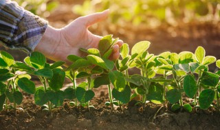 家庭室内无土栽培蔬菜 室内无土栽培蔬菜方法