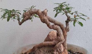 枸杞种植方法盆栽 山上挖枸杞盆栽培方法