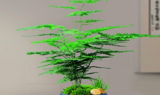 文竹的栽培方法及注意事项 文竹栽培方法