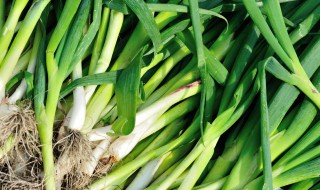 栽蒜苗步骤 蒜苗的栽培方法