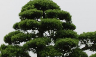 罗汉松怎样整枝 罗汉松老根截枝怎么栽培