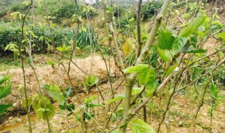 果树怎么种 槡果树怎么种