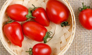 圣女果的种植方法和技术 圣女果种植方法及栽培