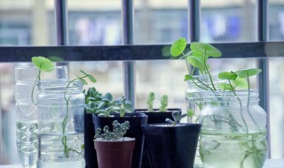 什么花不能放在室内里面呢 什么花不能放在室内