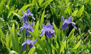 鸢尾球根什么时候种植最好 鸢尾花种球什么时候种植最好