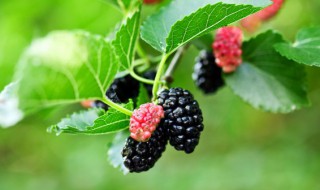 桑树什么时候种植最好 桑树什么时候种植