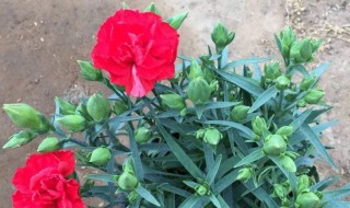 康乃馨什么时候种植什么时候开花 康乃馨什么时候种植