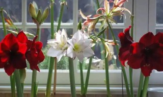 洋朱顶红什么时候种植最好 朱顶红什么时候种植