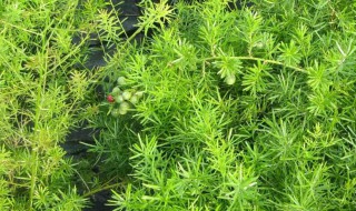 冬天 种植 天冬什么时候种植好