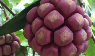 布福娜适合什么海拔和气候种植 福布娜适合什么时候种植