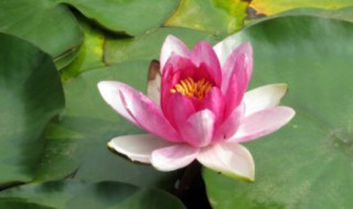 碗莲什么时候种植最好 碗莲什么时候种植最佳