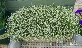 满天星什么时候种植好 满天星要在什么时候种植