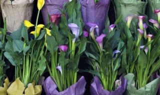 马蹄莲适合几月份种植 马蹄莲什么时候种植