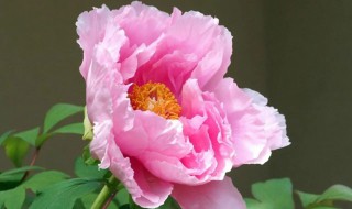 芹叶牡丹什么时候种植最好 牡丹什么时候种植最好