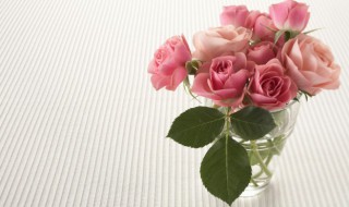 爬墙玫瑰什么时候种植 玫瑰什么时候种植