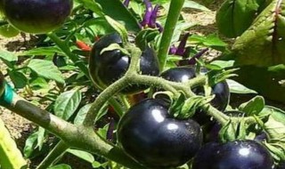 黑番茄种植基地 黒番茄什么时候种植